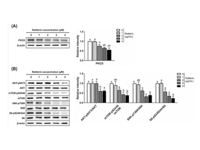 Rottlerin suppresses lipid accumulation by inhibiting de novo lipogenesis and adipogenesis via LRP6/mTOR/SREBP1C in 3T3‐L1 adipocytes Image