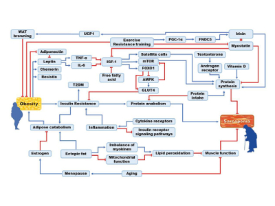 Recent advances in nutraceuticals for the treatment of sarcopenic obesity Image