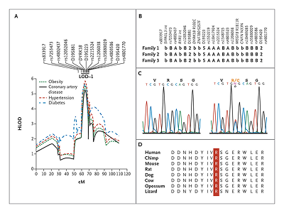 A form of the metabolic syndrome associated with mutations in DYRK1B Image