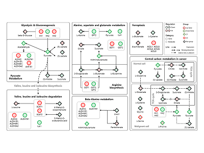 Modified Korean MIND diet: A nutritional intervention for improved cognitive function in elderly women through mitochondrial respiration, inflammation suppression, and amino acid metabolism regulation Image